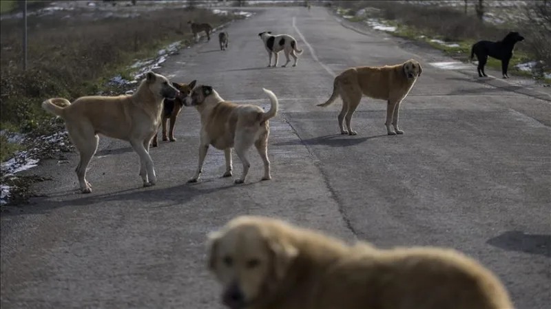 İstanbul Valiliğinden sahipsiz köpeklerin toplatılmasına ilişkin belediyelere yazı