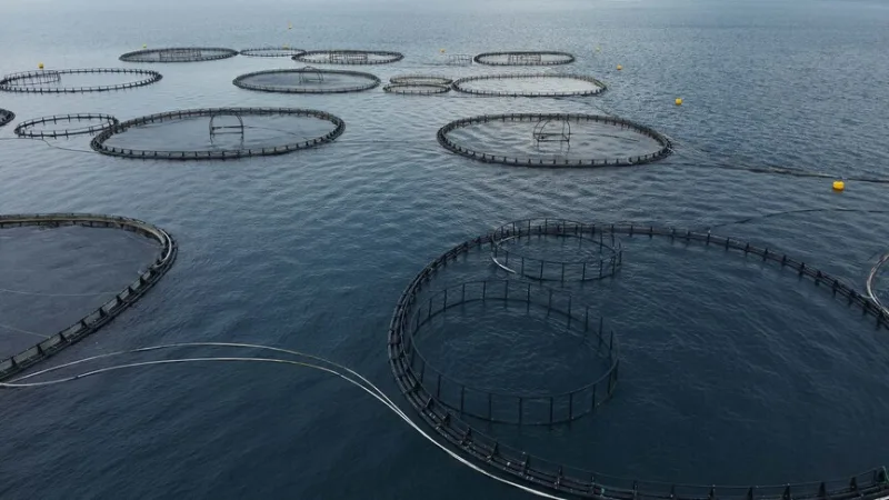 En el primer trimestre del año se exportaron 198 millones de dólares en pescado desde Muğla